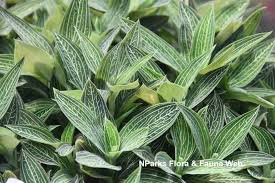 Image result for Sarcophrynium brachystachyum