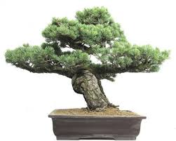 Bonsai De Shop Bonsai Nadelbaume N061 Madchenkiefer Ca 30 J 52 Cm Bonsai Baum Pflanzen Bonsai