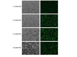 General information about the cell line or primary cell. Addgene General Transfection