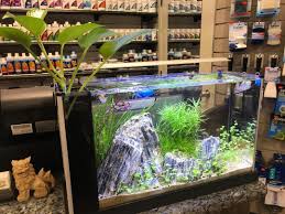 372 Likes 6 Comments Jessica A Betta World On Instagram Aquariumdepot You Make Me Proud I Designed Th Betta Aquarium Fish Tank Aquascape Aquarium