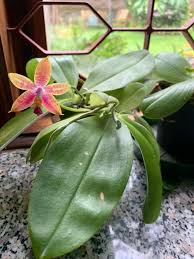Image result for Eggelingia ligulifolia