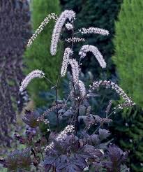 2 Cierges D Argent Reine De Saba Jardin Naturel Plante Jardin Jardins