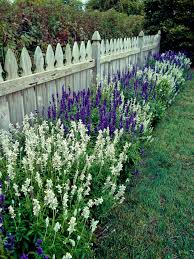 Once established, they appreciate a good prune back in the late summer or fall after all the soft purple and white buds have dropped off. A Gardener S Guide To Salvias Better Homes Gardens