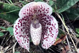 Kumpulan gambar flora dan fauna yang mudah dan simple untuk aktivitas menggambar dan mewarnai. Download 70 Gambar Flora Dan Fauna Myanmar Terbaru Gratis Hd Pixabay Pro