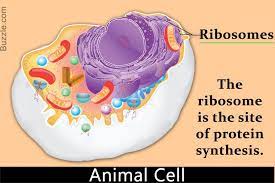 The Structure And Function Of Ribosomes Explained Structure And Function Cell Organelles Organelles
