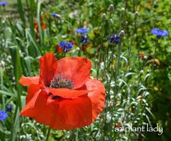 Image result for Poppy Red 1995 AAV