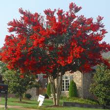 Ornamental flowering trees zone 6. Red Rocket Crape Myrtle Small Ornamental Trees Flowering Trees Myrtle Tree
