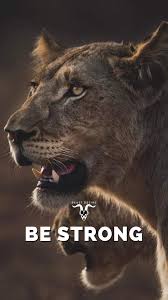 Beast Desire Wallpaper Warrior Quotes Beast Quotes Animal Quotes