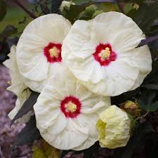 As blooms age, they turn pink. New Proven Winners Perennials For 2021 Walters Gardens Inc