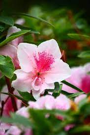 Passion The Meaning Of Azalea In Flower Language C Darkshadow Flowers Azaleas Inspiration
