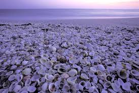 Enjoy free cancellation on most hotels. 10 Best Shelling Beaches In America