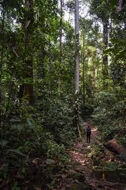 Kubah national park kuching, sarawak, 94500, lundu, sarawak. The Best Day Hikes In Malaysia The Little Adventurer