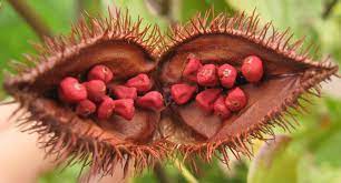 Annatto Wikipedia