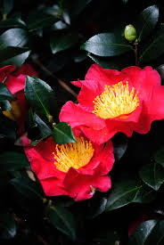 Yuletide Camellias Georgia Faces Uga Yuletide Camellia Christmas Plants Camellia Plant