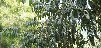 Image result for Putranjivaceae