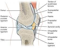 This structure allows rotational movement, as the rounded bone moves around its own axis. Synovial Joints Anatomy And Physiology I