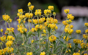 Image result for Oxygonum fruticosum