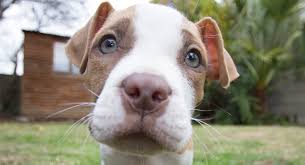 See more ideas about pitbull puppies, puppies, cute dogs. Red Nose Pitbull Pros Cons And Your Ultimate Faq