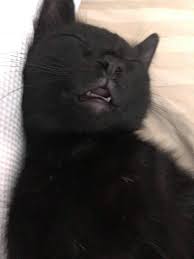 Pin On Kibbi Katt