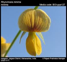 Image result for Rhynchosia tricuspidata