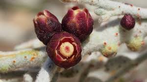 Image result for Pilostyles