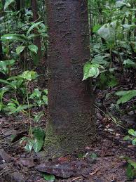 Image result for Tessmannia anomala