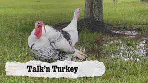 Latest news on politics, business, lifestyle, sports and more from turkey and the world at dailysabah.com. Behind The Headlines Talk N Turkey