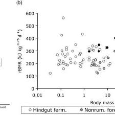 Examples of hindgut fermenters are horses, koalas. Pdf Evolutionary Adaptations Of Ruminants And Their Potential Relevance For Modern Production Systems