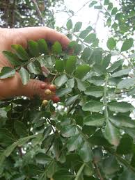 Image result for Harrisonia