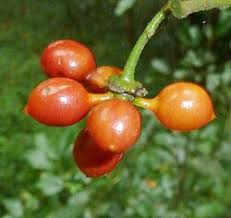 Image result for Monanthotaxis orophila