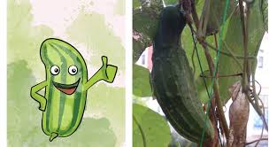 Sie haben hohe ansprüche an den boden und brauchen deshalb eine gute versorgung mit nährstoffen, vor allem stickstoff. Gurken Im Eigenen Garten So Werden Sie Knackig Und Lecker Altes Gartenwissen De