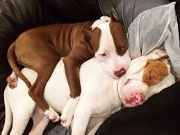 Looooove Pittie Puppies Pitbull Puppies Bully Breeds