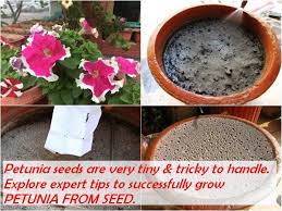 The process includes preparing the mixture, cutting, planting, and maintenance, all relatively easy to follow. How To Grow Petunia From Seed Gardening For Beginners