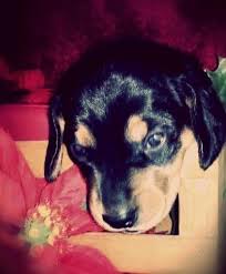Should there not be any dachshund puppy listings shown, please complete the form accordingly to register your interest in buying an dachshund. Miniature Dachshund Puppies For Sale In Lebanon Tennessee Classified Americanlisted Com