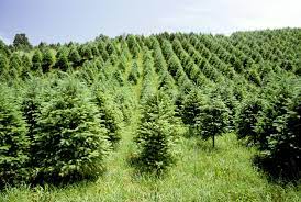 Bone meal, when used on a sapling, has a chance of forcing it to grow, so long as all of the normal checks (light, space, dirt, etc.) have passed. How Fast Do Christmas Trees Grow Southern Living