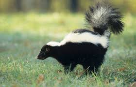 Skunk smell can permeate an entire home, including hard and soft surfaces. How To Get Rid Of Skunk Smell In And Around The House Lovetoknow