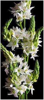 Pin On Garden Plants Greenhouses Conservatories Botanical Gardens Botanical Parks And Preserves