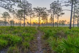 Florida pest control is a family owned full service company directed by graduate entomologists. Dade City Florida Helpful Links Mobile Home Spot