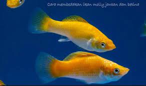 Cara Membedakan Ikan Golden Black Molly Jantan Dan Betina Terkait Perbedaan