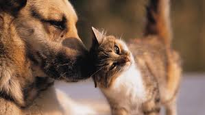 Rabies vaccine $15 distemper vaccine $15 nail trimming $20 microchipping $20. Dearborn County Hosting Rabies Clinics In June Eagle Country 99 3