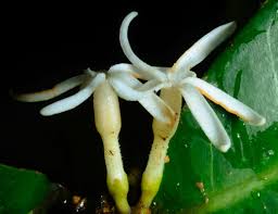 Image result for Voacanga pachyceras