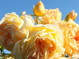 Image result for Margaretta rosea