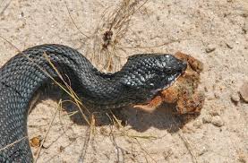 This is a list of snakes found in kentucky. Art Lander S Outdoors Snakes Are Common Across Rural Kentucky And Play Beneficial Role In Nature Nkytribune