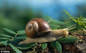 Snails Poached For Sale To French Restaurants Police Called In To Hunt Down Poachers Daily Mail Online