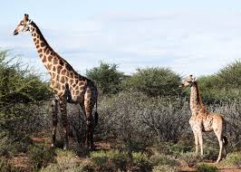 Maybe you would like to learn more about one of these? Africa Giraffes The World S Tallest Animal Can Suffer From Dwarfism