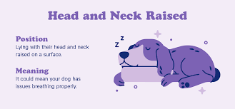 10 Dog Sleeping Positions The Adorable Meaning Behind Them Casper Blog
