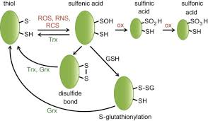 Oxidant Sensing By Reversible Disulfide Bond Formation - Sciencedirect