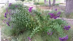 Image result for Vernonia zanzibarensis