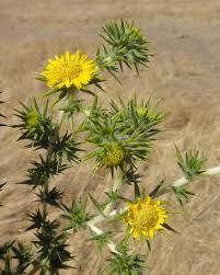 Image result for Centropodia