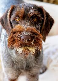 Find everything about wirehaired pointer and start saving now. Discussion Weekend Breed German Wirehaired Pointer Dogs
